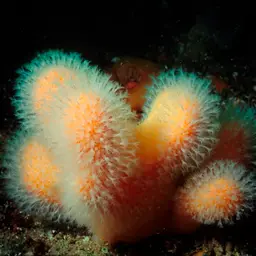 Dead Men's Fingers, photo 12