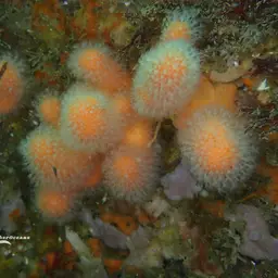 Dead Men's Fingers, photo 3