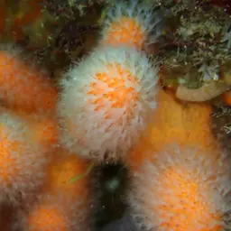 Dead Men's Fingers, photo 4
