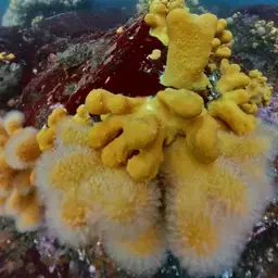 Dead Men's Fingers, photo 5