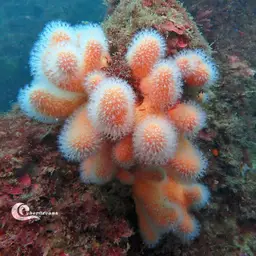 Dead Men's Fingers, photo 7