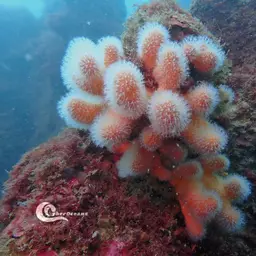 Dead Men's Fingers, photo 8