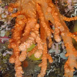 Red Dead Men's Fingers, photo 1