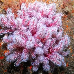 Red Dead Men's Fingers, photo 3