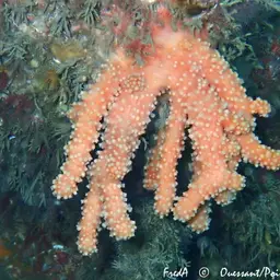 Red Dead Men's Fingers, photo 5