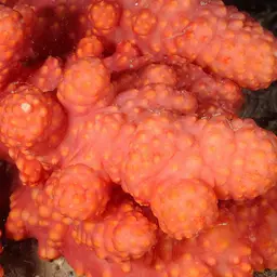 Red Dead Men's Fingers, photo 6