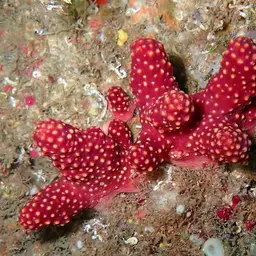 Red Dead Men's Fingers, photo 9