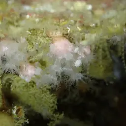 Pink Sea Fingers, photo 1