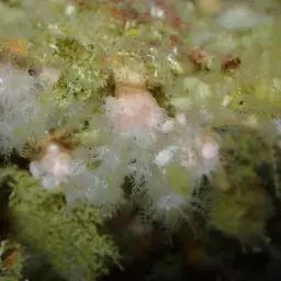 Pink Sea Fingers, photo 3