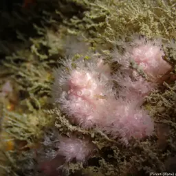 Pink Sea Fingers, photo 4