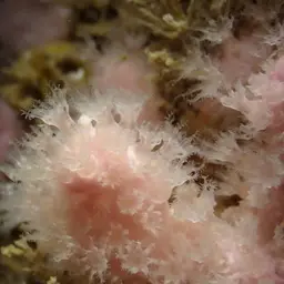 Pink Sea Fingers, photo 5