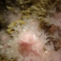 Pink Sea Fingers, photo 6