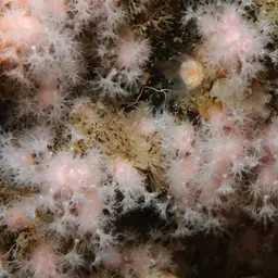 Pink Sea Fingers, photo 7