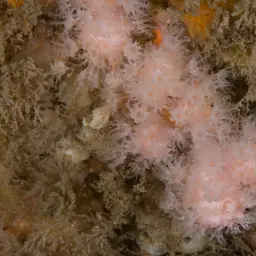 Pink Sea Fingers, photo 8