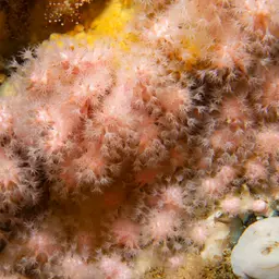 Pink Sea Fingers, photo 9