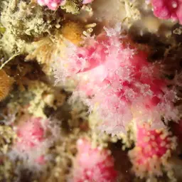 Pink Sea Fingers, photo 10
