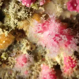 Pink Sea Fingers, photo 11