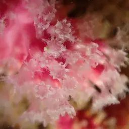 Pink Sea Fingers, photo 12