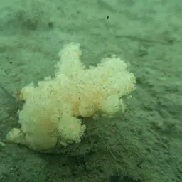 Mediterranean Sea-fingers, photo 2