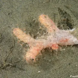 Mediterranean Sea-fingers