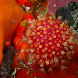 Variable Soft Coral, photo 1