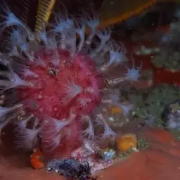 Variable Soft Coral, photo 2