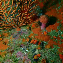 Variable Soft Coral, photo 3