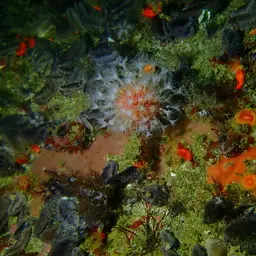 Variable Soft Coral, photo 4