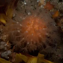 Variable Soft Coral, photo 5