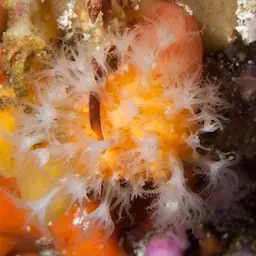 Variable Soft Coral, photo 6