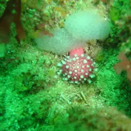 Variable Soft Coral, photo 7