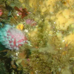 Variable Soft Coral, photo 8