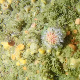 Variable Soft Coral, photo 9
