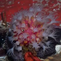 Variable Soft Coral, photo 10