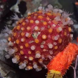 Variable Soft Coral, photo 11