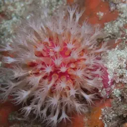 Variable Soft Coral, photo 12
