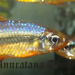 Cherry Red Congo Tetra, photo 2