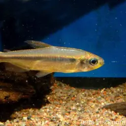 Cherry Red Congo Tetra, photo 3
