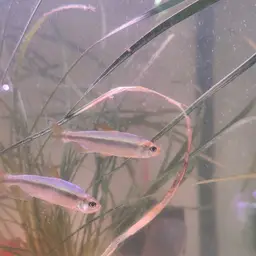 Cherry Red Congo Tetra, photo 4