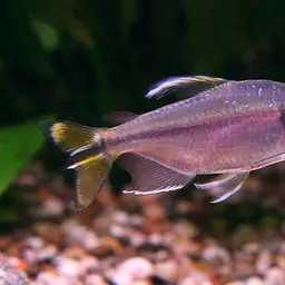Yellow-tailed African Characin