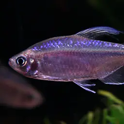 Yellow-tailed African Characin, photo 2