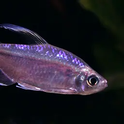 Yellow-tailed African Characin, photo 3