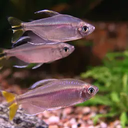 Yellow-tailed African Characin, photo 4