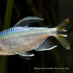 Yellow-tailed African Characin, photo 5
