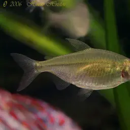 Yellow-tailed African Characin, photo 6