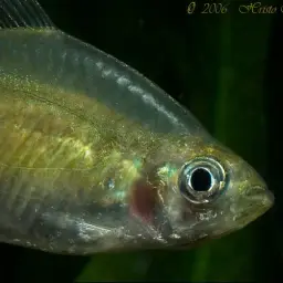 Yellow-tailed African Characin, photo 7