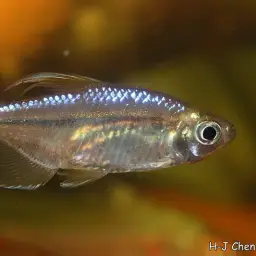 Yellow-tailed African Characin, photo 8