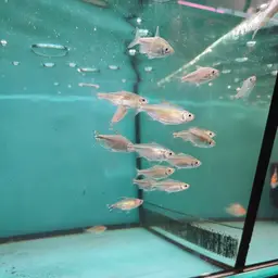 Yellow-tailed African Characin, photo 10