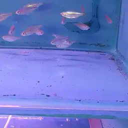 Yellow-tailed African Characin, photo 11