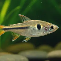 Yellow-tailed African Characin, photo 12